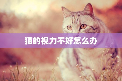 貓的視力不好怎么辦