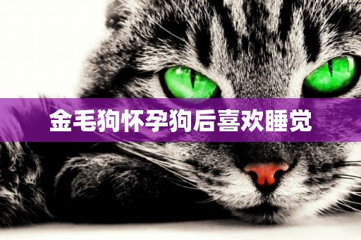 金毛狗懷孕狗后喜歡睡覺