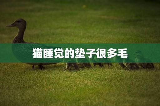 貓睡覺的墊子很多毛