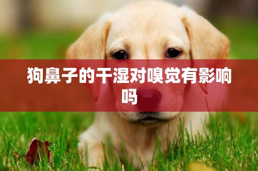 狗鼻子的干濕對嗅覺有影響嗎