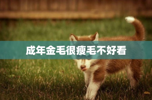 成年金毛很瘦毛不好看