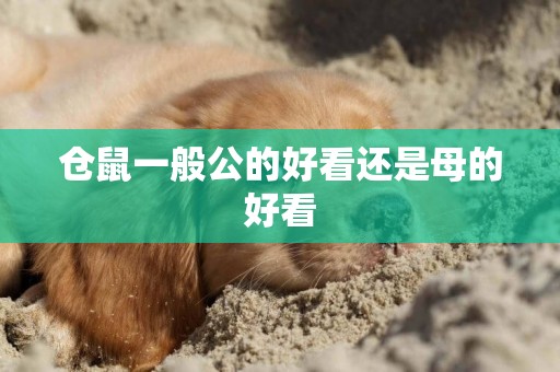 倉鼠一般公的好看還是母的好看