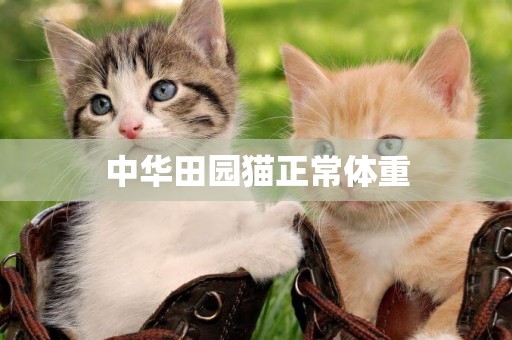 中華田園貓正常體重