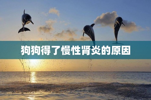 狗狗得了慢性腎炎的原因