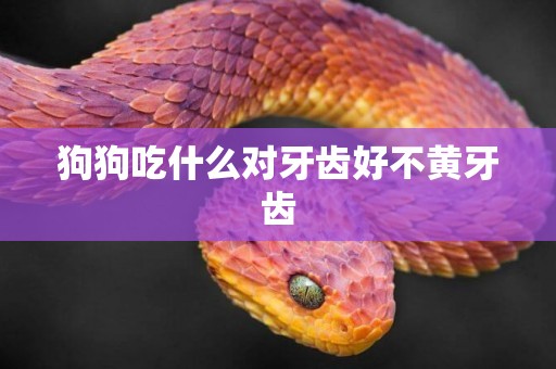 狗狗吃什么對牙齒好不黃牙齒