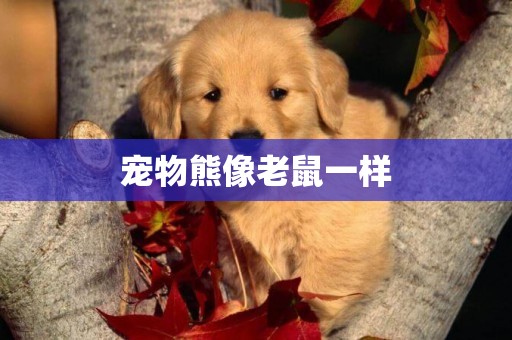 寵物熊像老鼠一樣