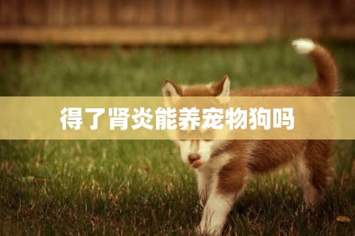 得了腎炎能養寵物狗嗎