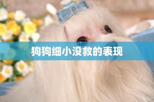 狗狗細小沒救的表現