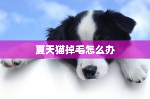 夏天貓掉毛怎么辦