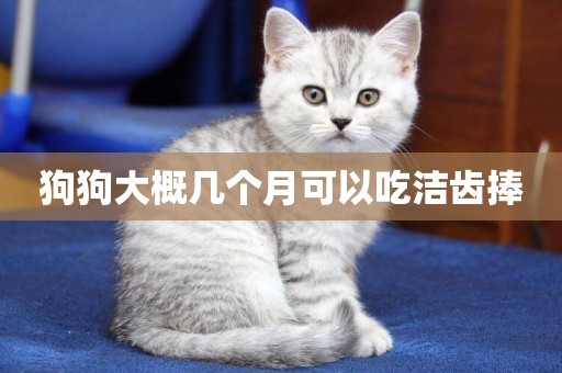 狗狗大概幾個月可以吃潔齒捧