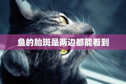 魚的胎斑是兩邊都能看到