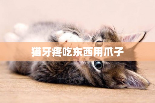 貓牙疼吃東西用爪子
