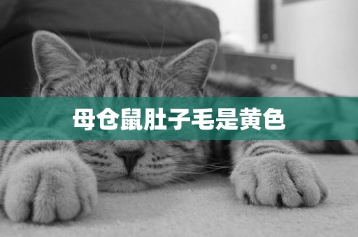 母倉鼠肚子毛是黃色
