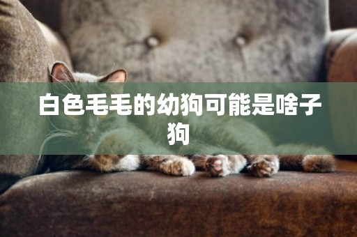 白色毛毛的幼狗可能是啥子狗