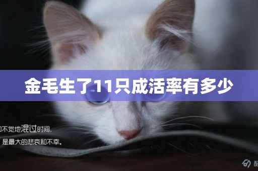 金毛生了11只成活率有多少