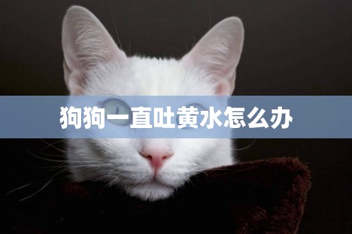 狗狗一直吐黃水怎么辦