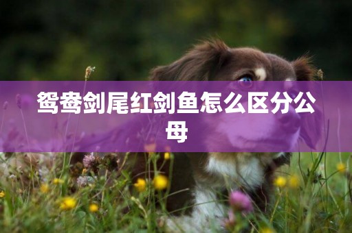 鴛鴦劍尾紅劍魚怎么區分公母