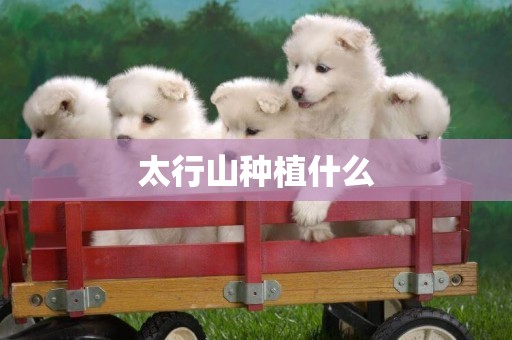 太行山種植什么