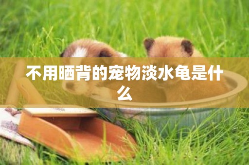 不用曬背的寵物淡水龜是什么