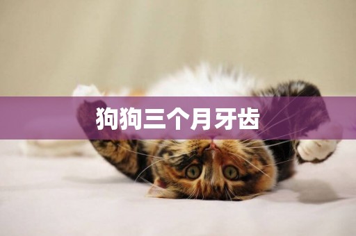 狗狗三個月牙齒