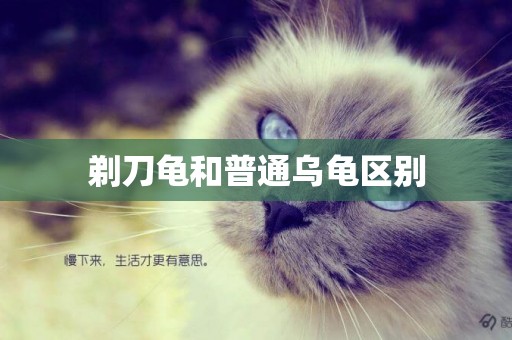 剃刀龜和普通烏龜區別