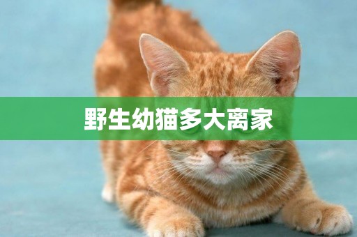 野生幼貓多大離家