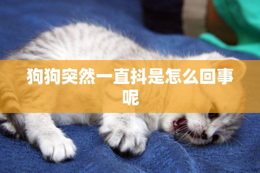 狗狗突然一直抖是怎么回事呢