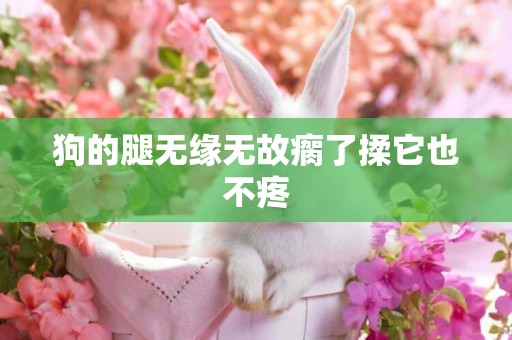 狗的腿無緣無故瘸了揉它也不疼