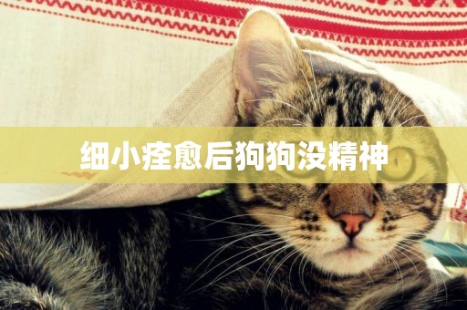 細小痊愈后狗狗沒精神