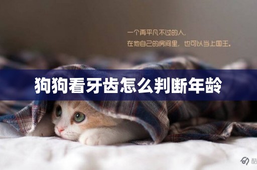 狗狗看牙齒怎么判斷年齡