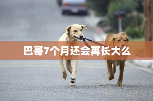 巴哥7個月還會再長大么
