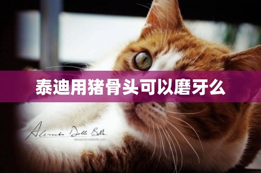泰迪用豬骨頭可以磨牙么