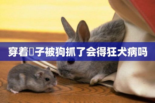 穿著祙子被狗抓了會得狂犬病嗎