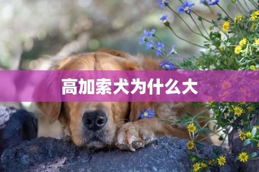 高加索犬為什么大