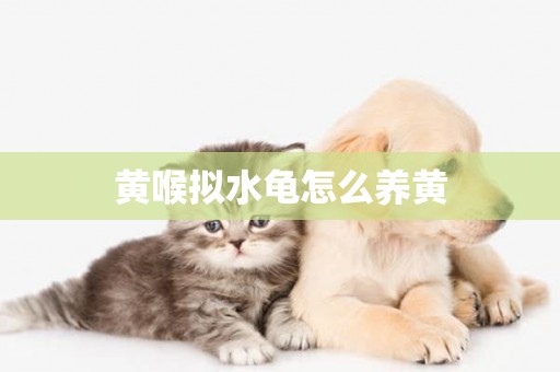 黃喉擬水龜怎么養黃