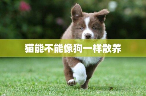 貓能不能像狗一樣散養