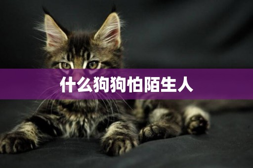 什么狗狗怕陌生人