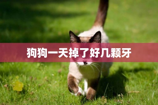 狗狗一天掉了好幾顆牙