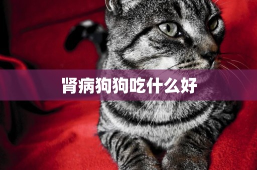 腎病狗狗吃什么好