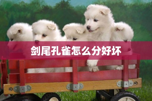 劍尾孔雀怎么分好壞