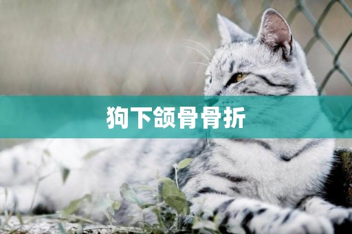 狗下頜骨骨折