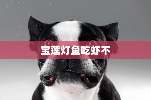 寶蓮燈魚吃蝦不