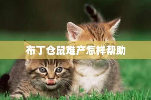 布丁倉鼠難產怎樣幫助