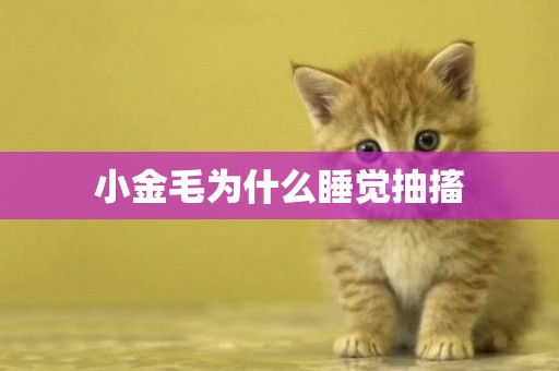 小金毛為什么睡覺抽搐
