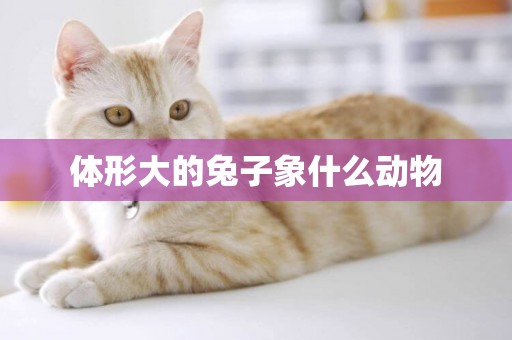 體形大的兔子象什么動物