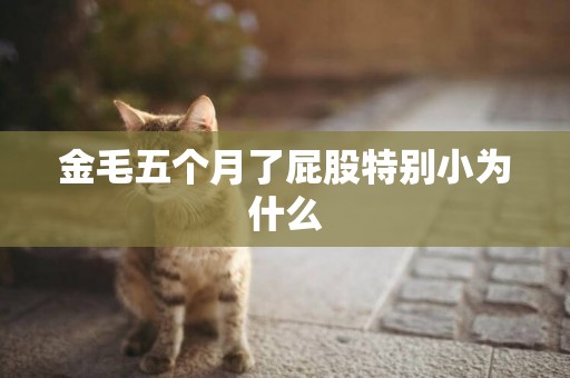 金毛五個月了屁股特別小為什么