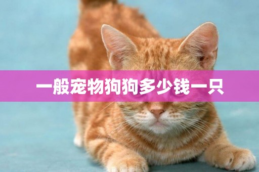 一般寵物狗狗多少錢一只