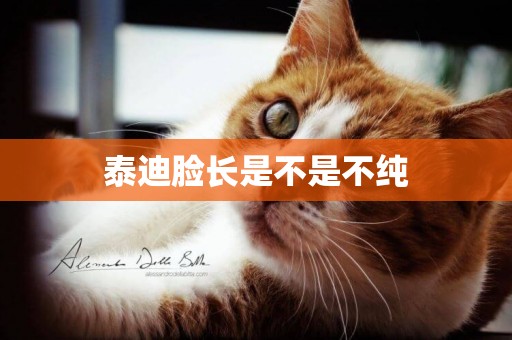 泰迪臉長是不是不純