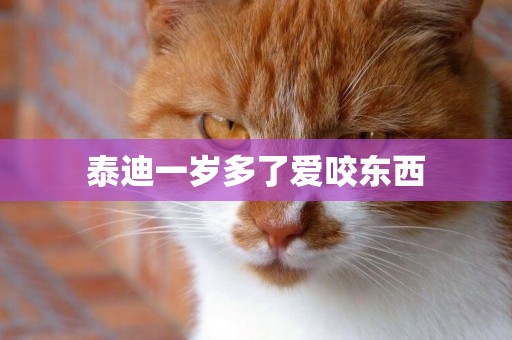 泰迪一歲多了愛咬東西