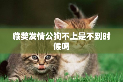 藏獒發情公狗不上是不到時候嗎